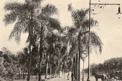 Sarmiento mandó a plantar palmeras en el recientemente creado Parque Tres de Febrero, donde estaba la residencia y la quinta de Juan Manuel de Rosas
