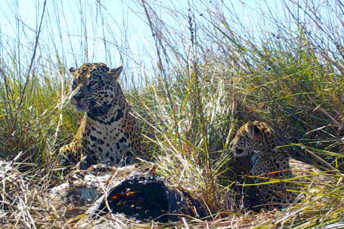 Sãso y Sagua´a son los cachorros que fueron liberados en el Parque Nacional Iberá junto a su madre, Juruna.