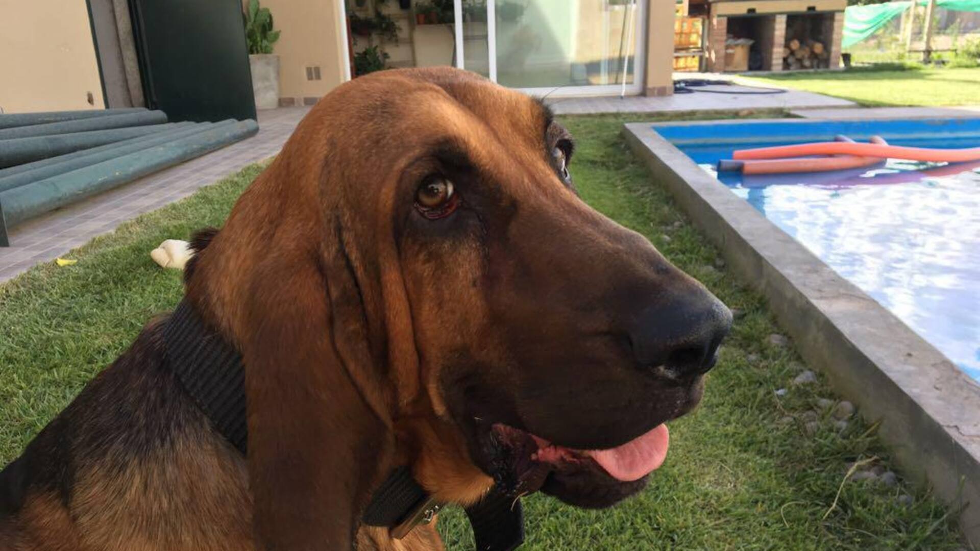 Saul, lleva su nombre en honor al personaje de la serie de Breaking Bad.