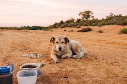 Savannah acompaño a su mejor amigo durante los siete años de viaje