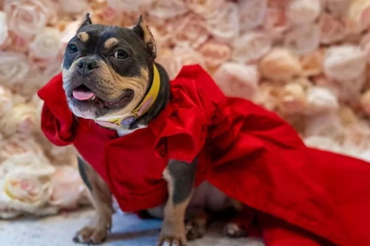 Saya se vistió como Shakira en la Met Gala y desfiló por la alfombra roja canina