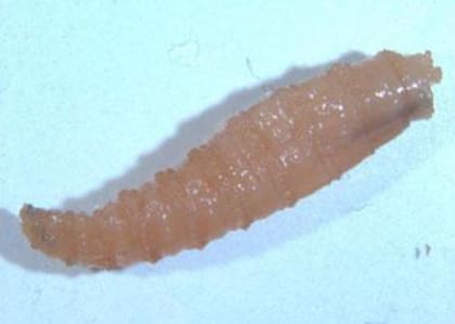 Schell señaló que los hábitos alimenticios impactan directamente en la salud de las mascotas, ya que su dieta limitada hace que cualquier deficiencia nutricional o la presencia de contaminantes pueda causarles problemas grave