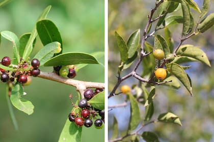 Schinus longifolius y Celtis tala, dos especies que producen frutos Es una especie característica de los bosques y espinales de la región y puede aportar estructura, refugio y alimento. Sus pequeños frutos son ideales para distintas especies de aves