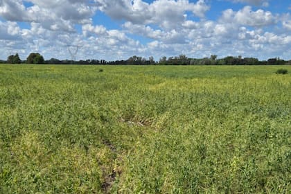 Schmid señala que “hay sectores completamente perdidos en los lotes y otros con desarrollo muy pobre, lo que anticipa rendimientos muy bajos debido a la disminución del stand de plantas y a la aparición de enfermedades fúngicas”
