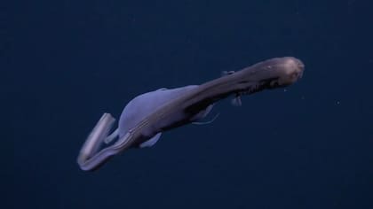 Schmidt Ocean Institute compartió en Facebook las imágenes de la anguila pelícano