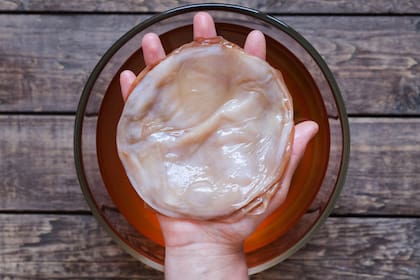 SCOBY es una colonia simbiótica de levaduras y bacterias. Foto: Canva