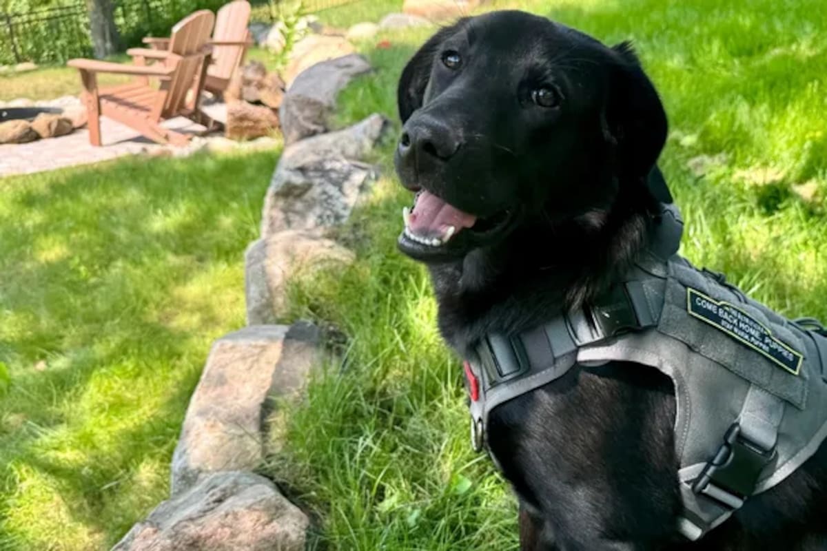 Scout y su grupo de rescate cumplen su función en Minnesota, Estados Unidos
