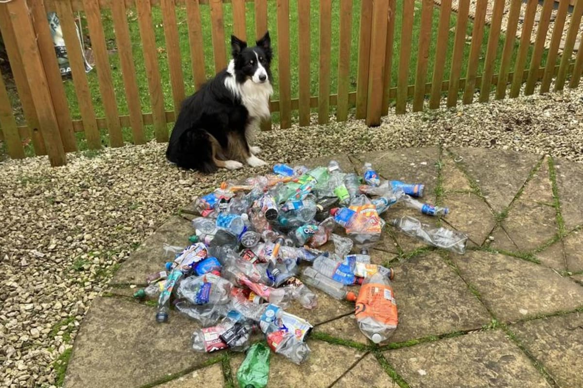 Scruff se volvió una estrella por colaborar con el cuidado del medio ambiente (Foto Facebook David Grant)