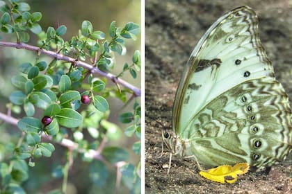 Scutia buxifolia, o coronillo, es una planta hospedera fundamental para la mariposa bandera argentina (Morpho epistrophus argentinus)