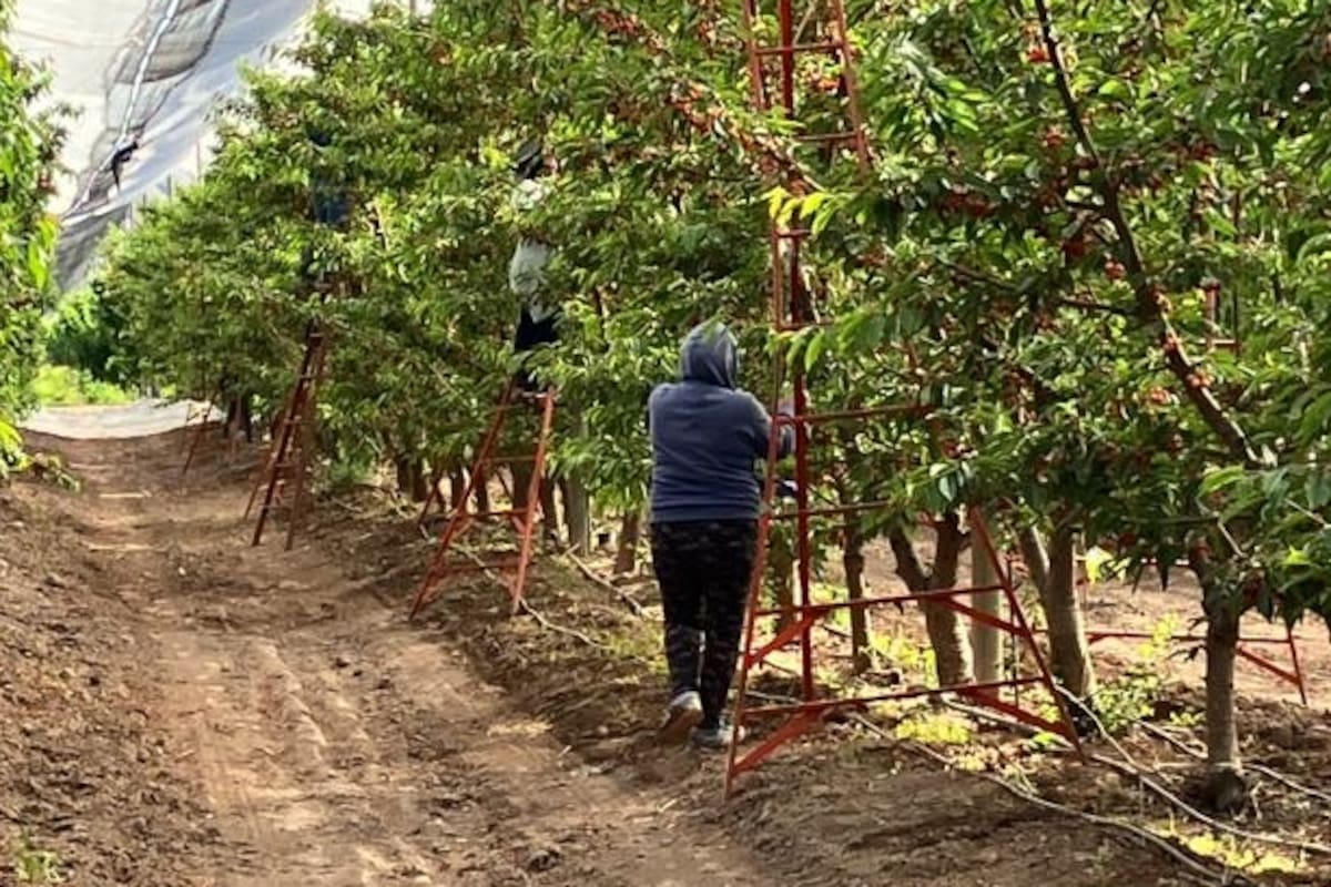 Se abrió una oportunidad con la cereza