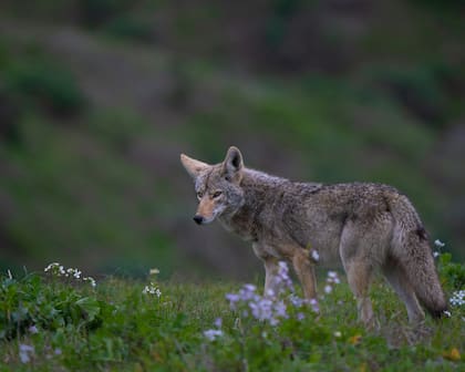 Se aconseja mantener a gatos y perros pequeños dentro de casa o bajo supervisión directa de un adulto en temporada de coyotes (Unsplash)