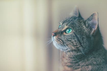 Autoridades chilenas aseguraron que el "caso índice" fue la dueña de la mascota