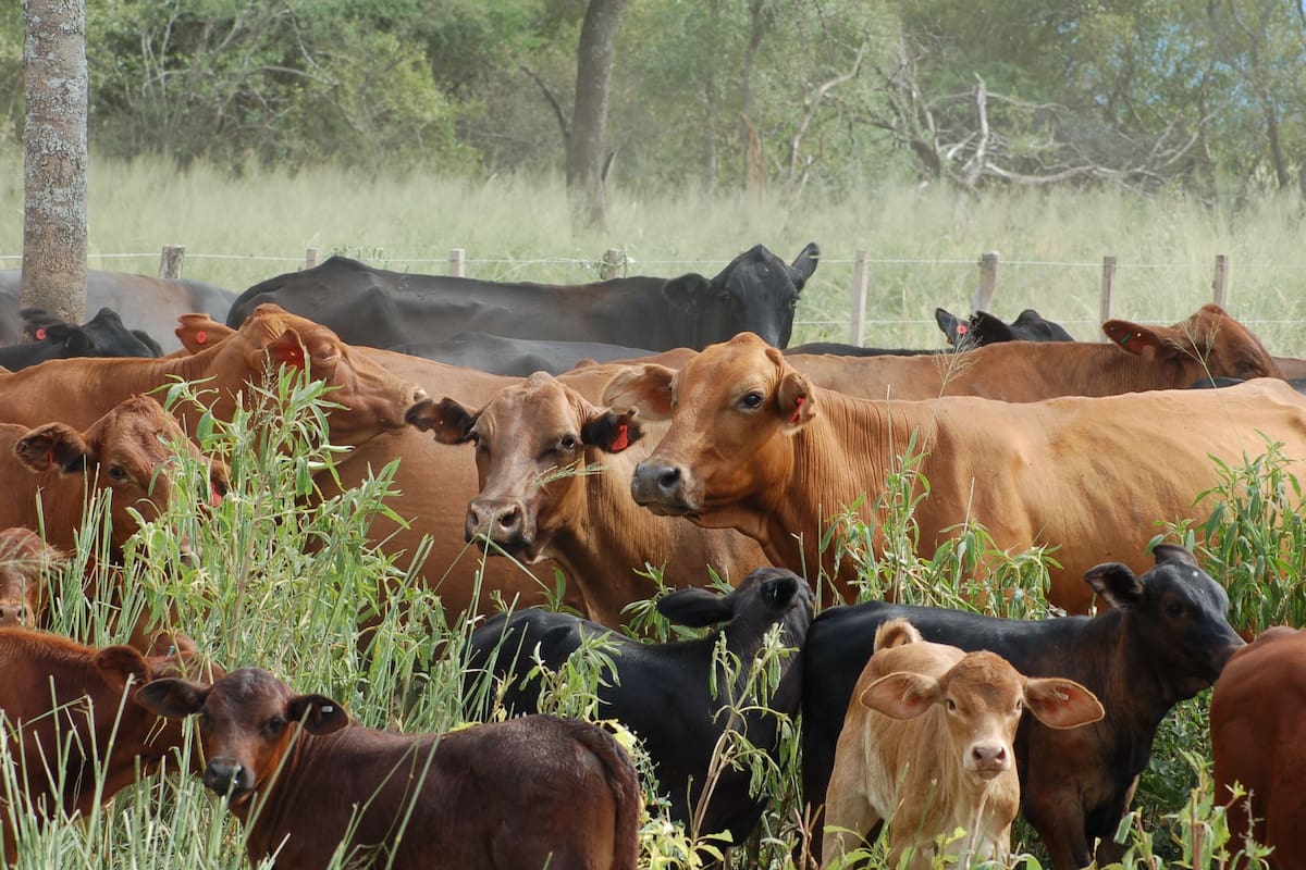 Se admite que la producción de dióxido de carbono proveniente del petróleo, gas o carbón es distinta de la que genera la ganadería