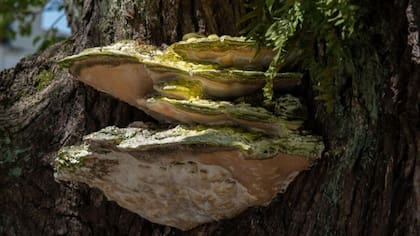 Se afirma que el chaga (Inonotus obliquus) tiene propiedades "antibacterianas, antialérgicas, antiinflamatorias y antioxidantes"