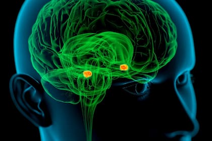 Se almacenan muchos recuerdos, pero hay cierta facilidad para que el cerebro guarde aquellos que son malos