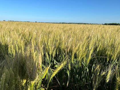 Se apunta a combinar el aporte de nutrientes con herramientas que actúan sobre procesos fisiológicos del cultivo