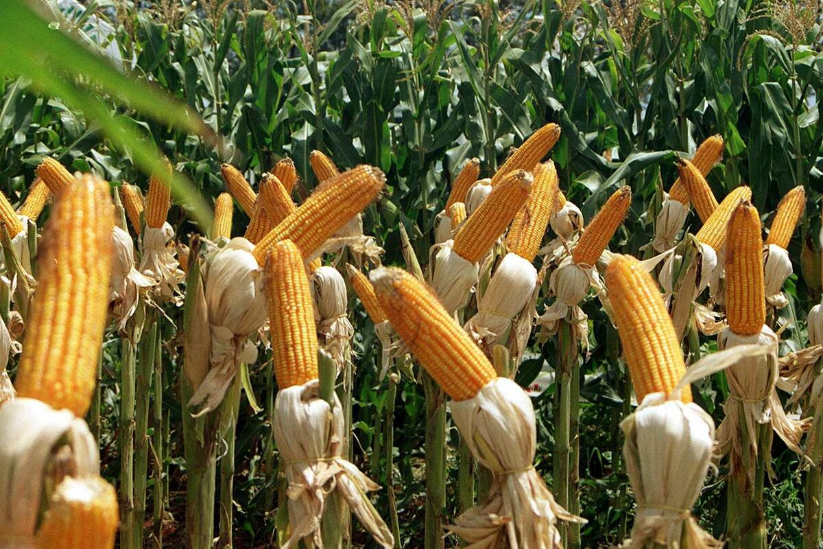 Se avanzaron en tecnologías innovadoras para asegurar la inocuidad del grano