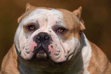 Se busca darles a los perros unas características exageradas para que sean más atractivos para los posibles compradores