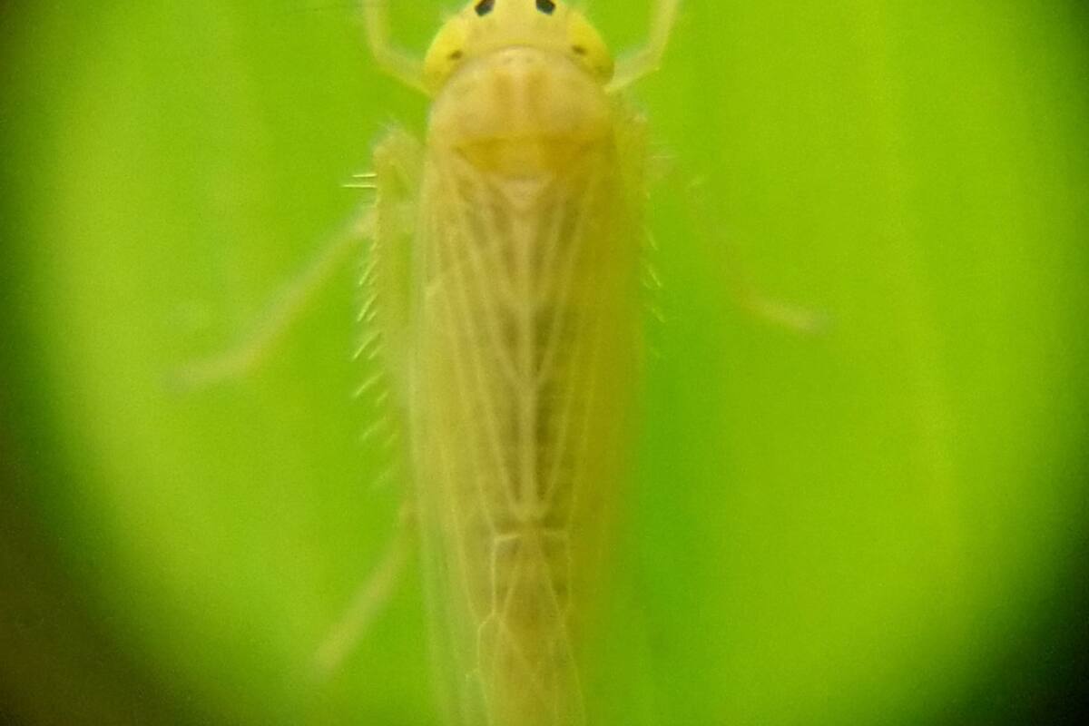 Se busca disminuir la incertidumbre sobre el riesgo de la plaga