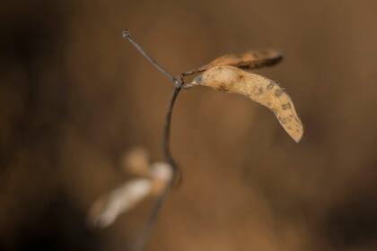 Se busca los mayores rindes en cada ambiente