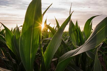 Se busca maximizar el uso de los recursos para los cultivos