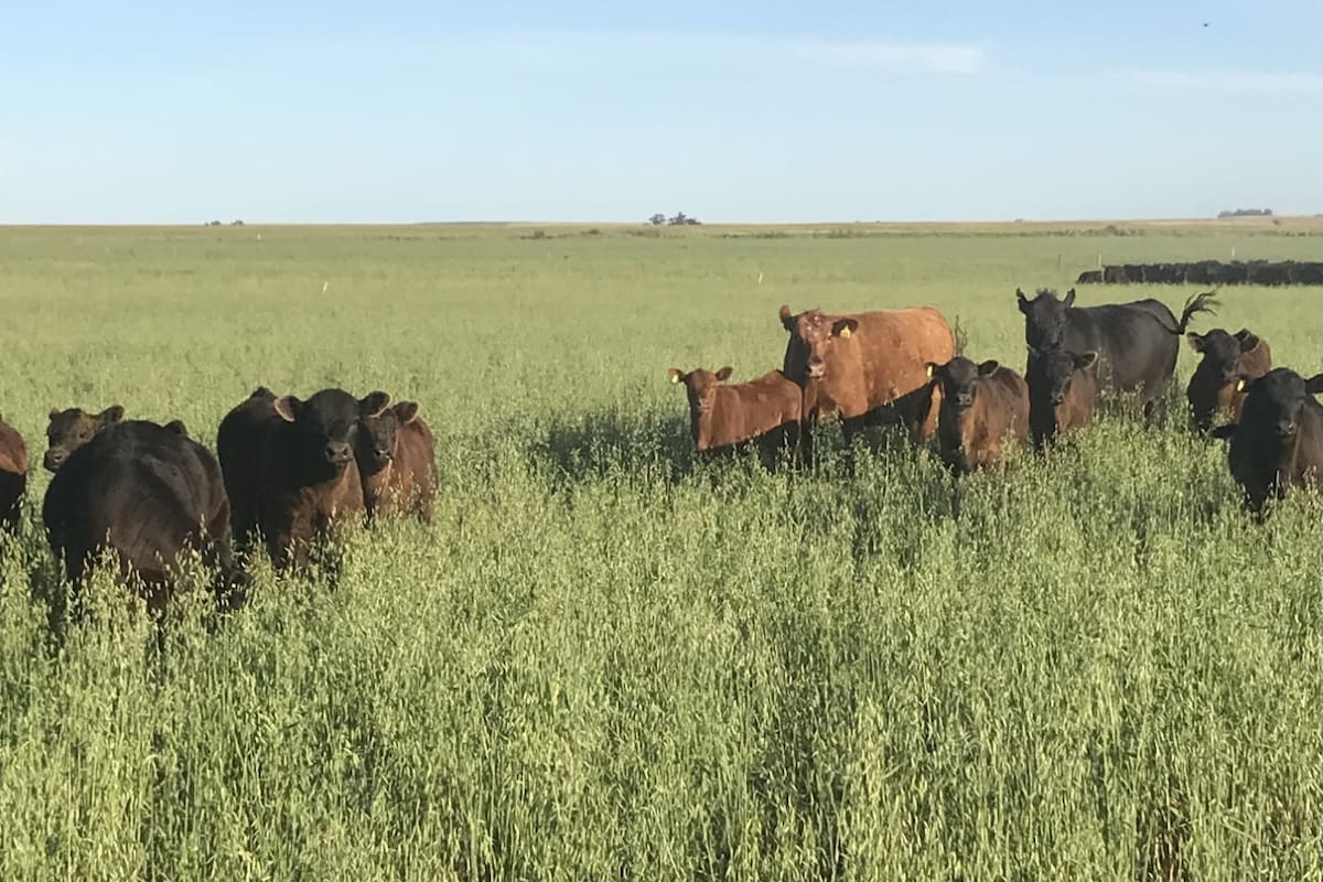 Se busca ofrecer una buena alimentación durante todo el año
