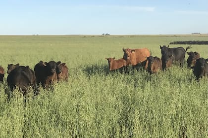 Se busca ofrecer una buena alimentación durante todo el año