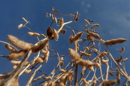 Se busca que las variedades expresen todo su potencial