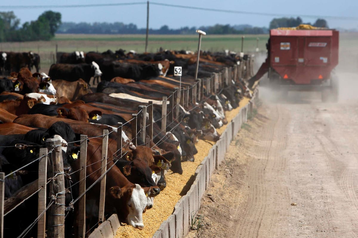Se busca reducir el estrés de los animales que llegan al feedlot
