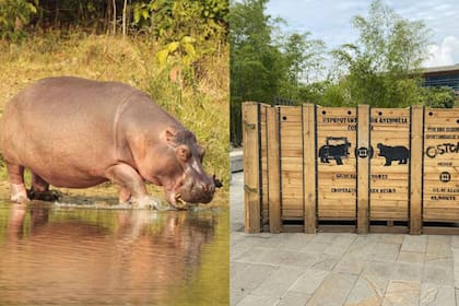 Se busca solucionar la problemática de los hipopótamos que introdujo el narco Pablo Escobar en su hacienda colombiana (Foto: Cortesía)