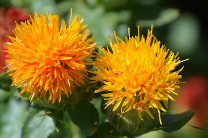 Se buscará potenciar el cultivo