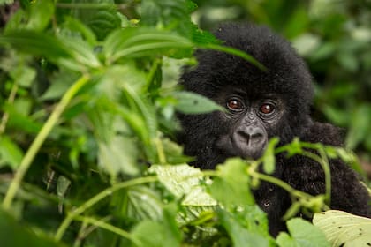 Se calcula que actualmente se extinguen aproximadamente unas 20 000 especies al año