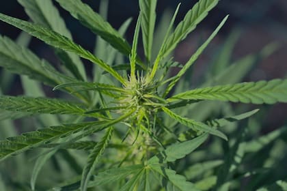Se calcula que cada planta de invernadero redundará en 100 gramos de inflorescencia.