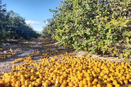 Se calcula que el NOA perderá alrededor de 260 mil toneladas de limones
