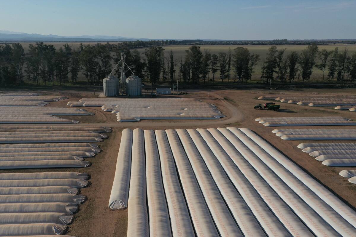 Se calcula que hay 23,44 millones de toneladas de soja en poder de los productores