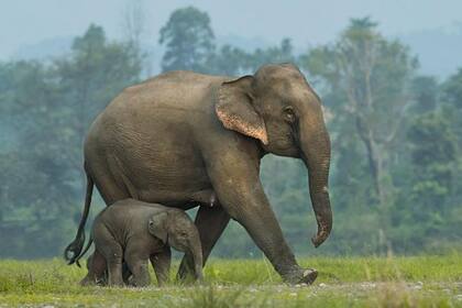 Se calcula que unos 26.000 elefantes asiáticos viven en estado salvaje