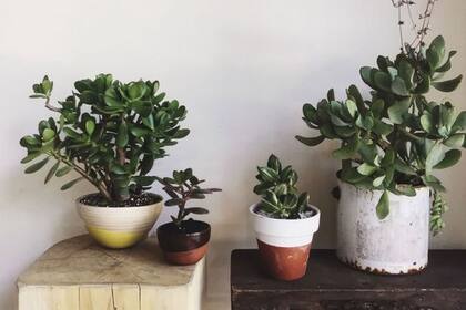 Se caracteriza por ser una planta con tallo grueso y resistente