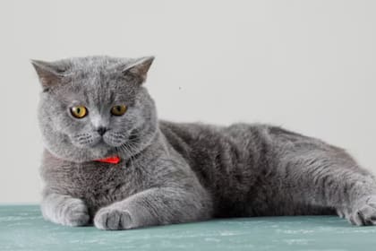 Se caracterizan por su pelaje azul grisáceo que resulta encantador para muchos amantes de los gatos