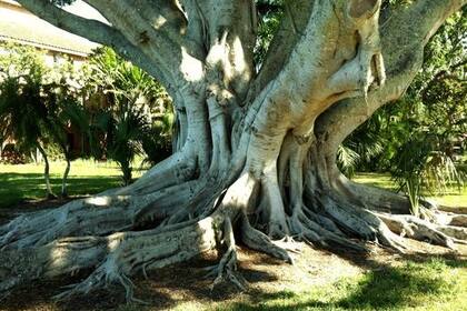 Se casó con este árbol centenario para evitar que lo talen