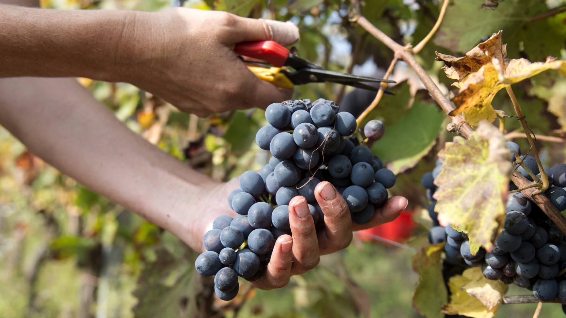 Se celebra el 17 de abril el día de nuestro vino insignia: el malbec