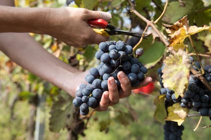 Se celebra el 17 de abril el día de nuestro vino insignia: el Malbec (Foto: Archivo)