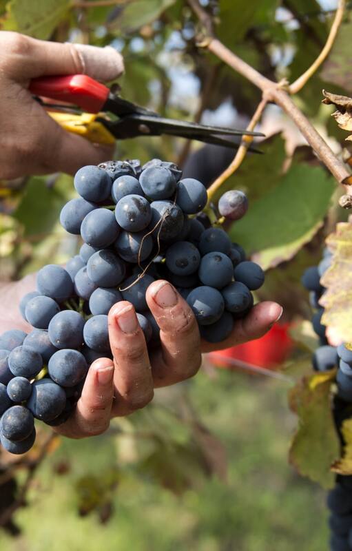 Se celebra el 17 de abril el día de nuestro vino insignia: el malbec