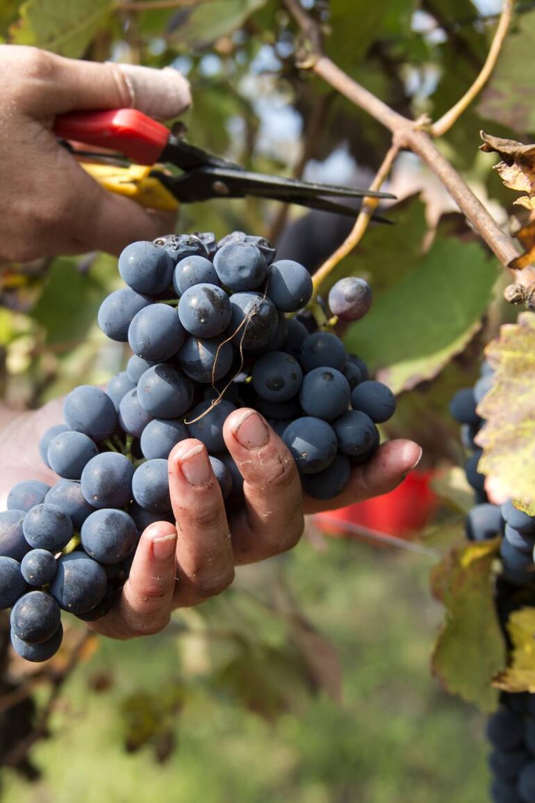 Se celebra el 17 de abril el día de nuestro vino insignia: el malbec