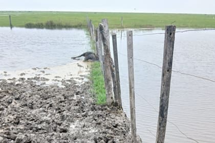 Se complica la situación para los productores ganaderos de la región