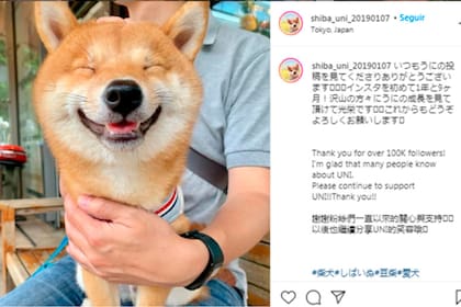 “Se comporta muy bien y sabe que tiene que ser sigiloso cada vez que salimos”, dijo su dueño, que vive en Tokio, Japón