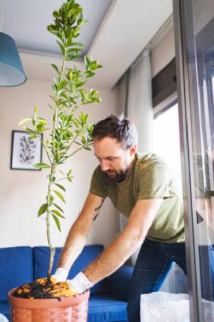 Se considera que cuidar de una planta tiene un efecto terapéutico, ya que podría ayudar a combatir el estrés y la ansiedad
Foto: iStock