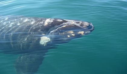 Se contabilizaron 1375 ballenas francas australes en total en las costas de Chubut
