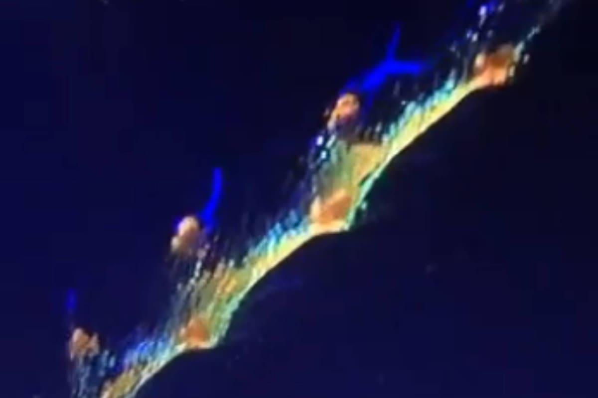 Se cree que el calamar gigante imita a otra especie para atraer presas y para evitar ser atrapado