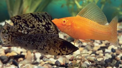 Se cree que el molly de aleta de vela dio origen al molly amazónico cuando se apareó con otra especie de molly hace 100.000 años