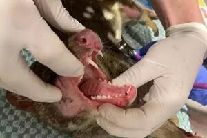 Se cree que el quoll pudo escapar de un hogar en cautiverio o que quedaron ejemplares ocultos en la reserva del distrito de Limestone Coast